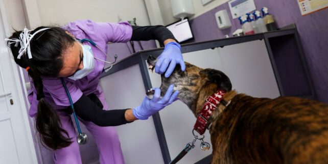 veterinaria-atiende-Madrid-considerados-esenciales EDIIMA20200409 0288 20