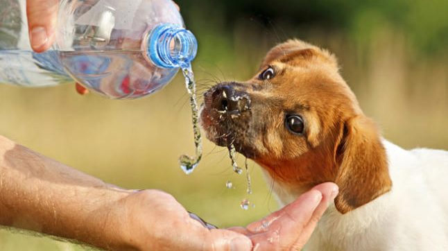 golpe-calor-mascotas-1