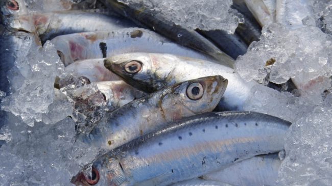 sardinas