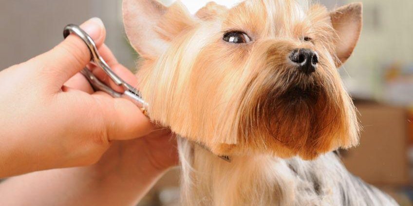 10 tipos de corte de pelo para un yorkshire terrier 20215 orig