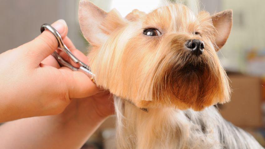 10 tipos de corte de pelo para un yorkshire terrier 20215 orig