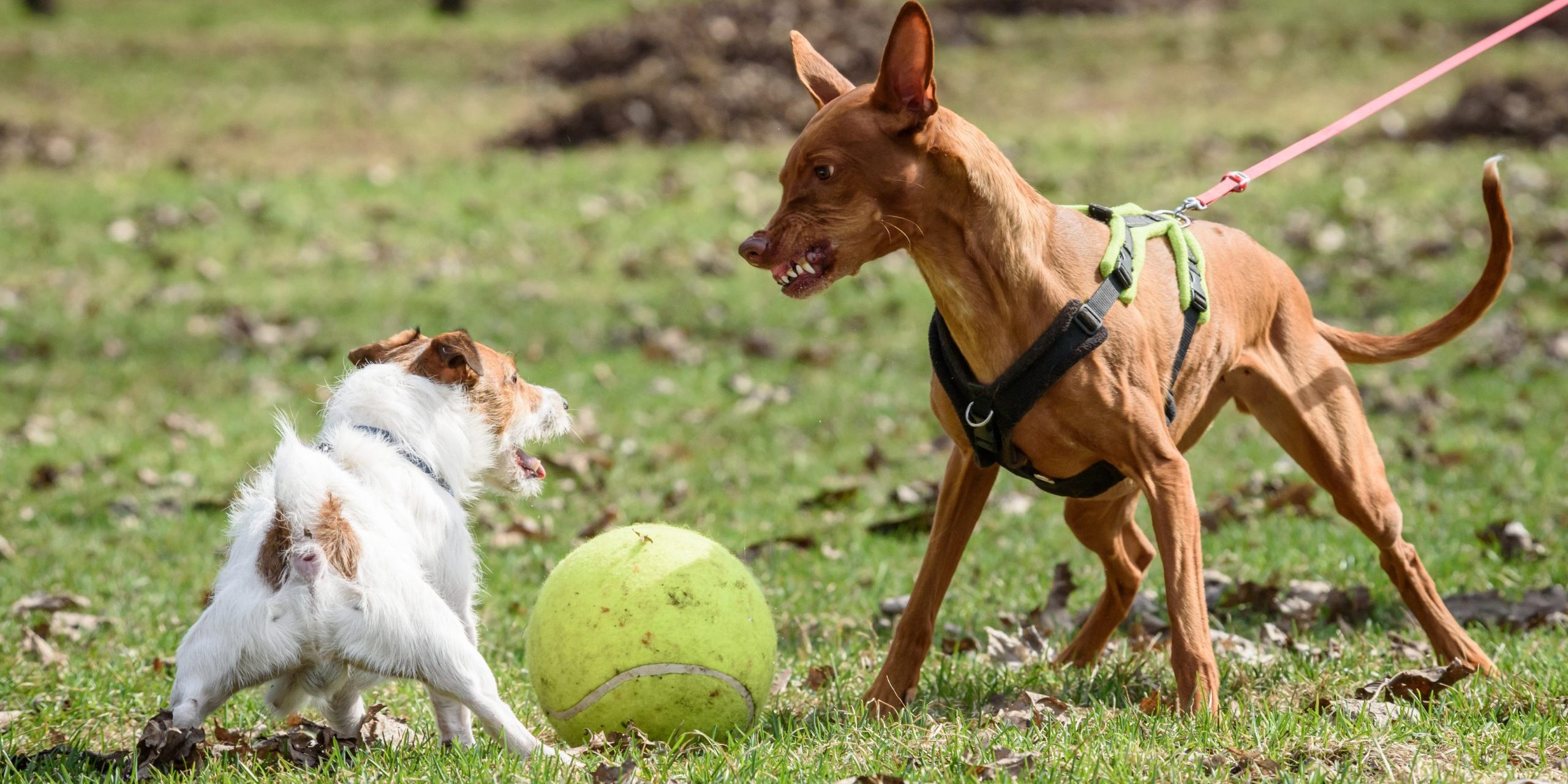 Pharaoh Hound dog attacks small Jack Russell Terrier dog