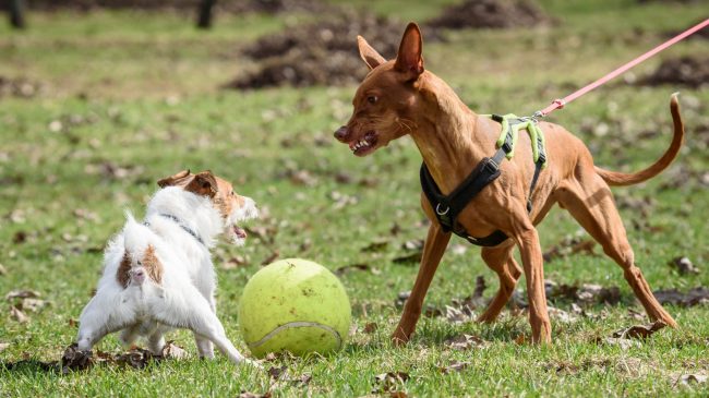 Pharaoh Hound dog attacks small Jack Russell Terrier dog
