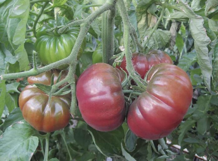 tomate-en-planta-rosa