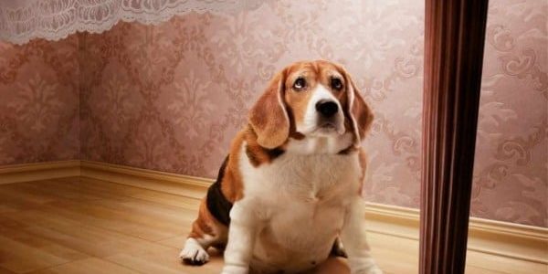 obesidadmascotas