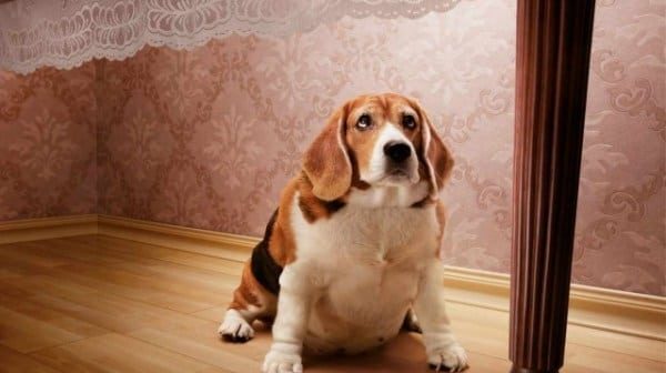obesidadmascotas