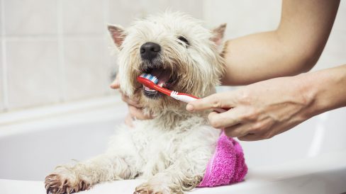 cepillado-de-dientes-perrito