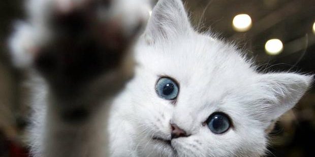 gato-kEcE-U60773782253kFD-624×385@RC