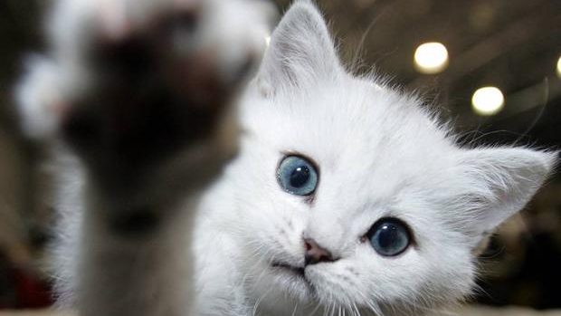 gato-kEcE-U60773782253kFD-624×385@RC