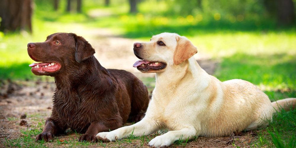 hermaphrodite-and-pseudohermaphrodite-in-dogs