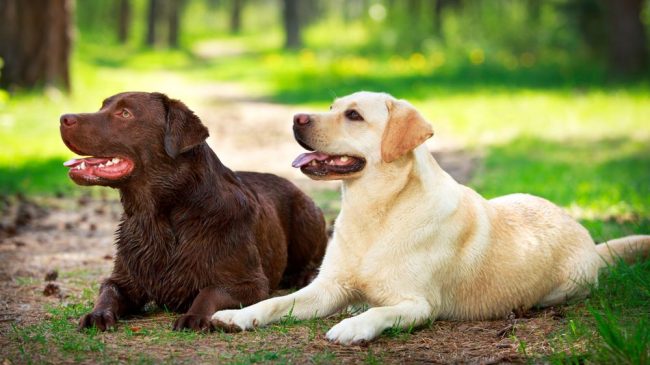 hermaphrodite-and-pseudohermaphrodite-in-dogs
