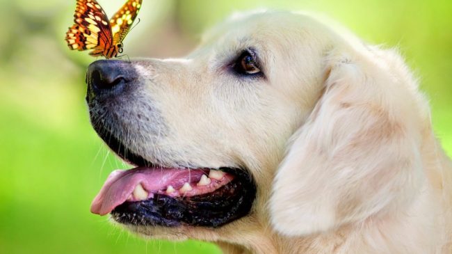 perro-y-primavera-1024×640