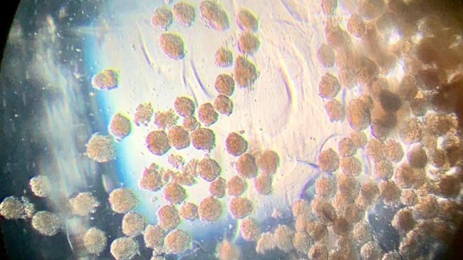 microtejidos