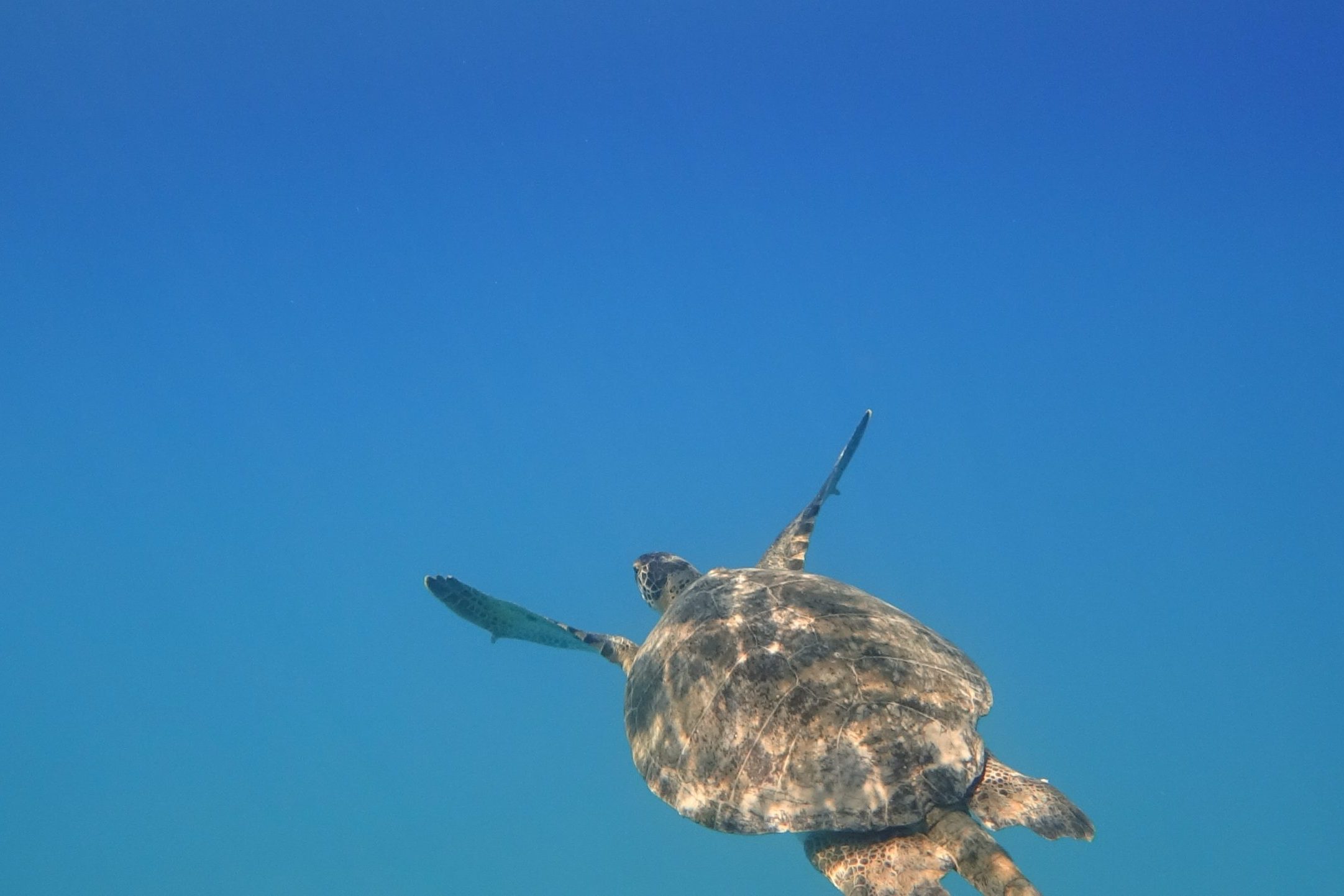 Tortuga- Mirada Delfin viajero foto de raimond-klavins