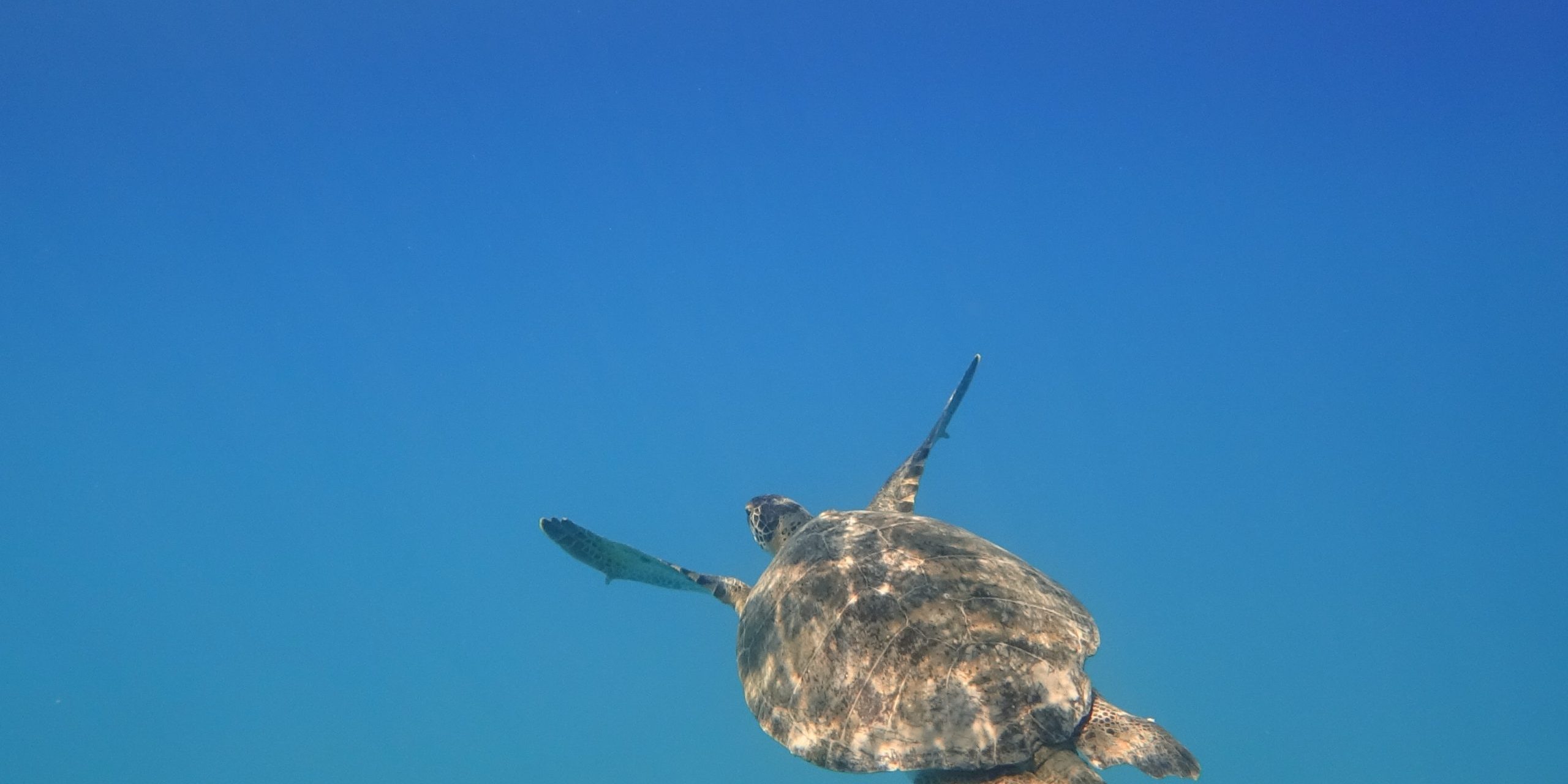 raimond-klavins-Iw7AsNdriik-unsplash Tortuga- Mirada Delfin viajero foto de raimond-klavins