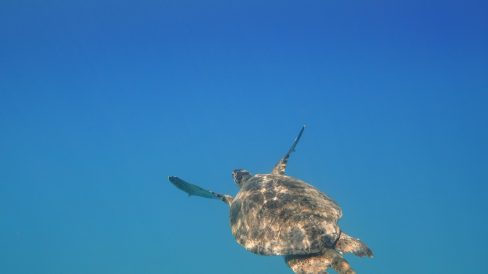 raimond-klavins-Iw7AsNdriik-unsplash Tortuga- Mirada Delfin viajero foto de raimond-klavins