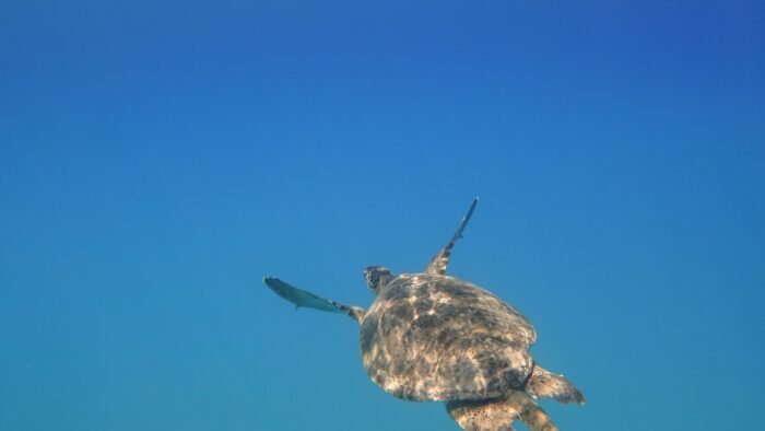 Tortuga- Mirada Delfin viajero foto de raimond-klavins