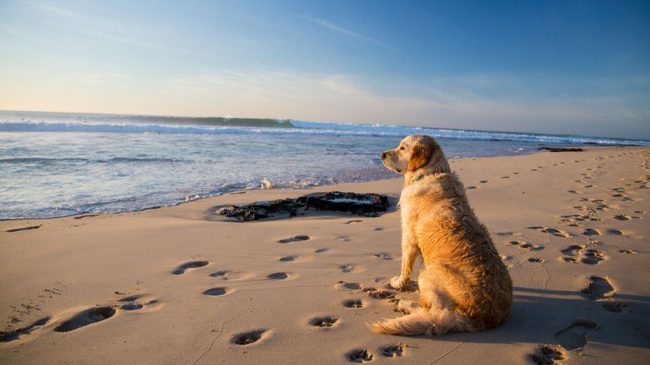 vacaciones-con-tu-perro-playa