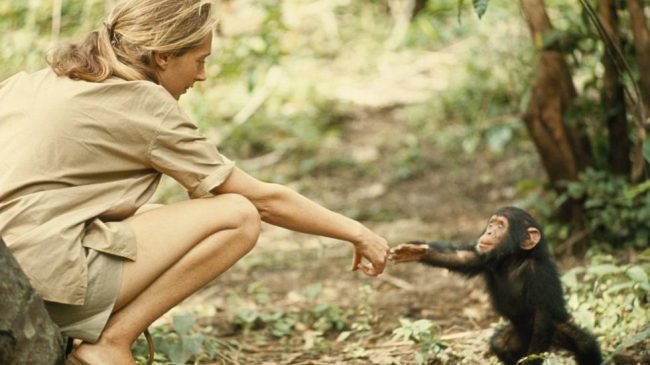 Jane Goodall