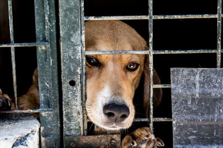 Borrador de Ley de protección animal en España