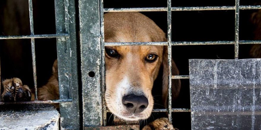 TRANSMISION VEGANA LEY PROTECCION ANIMAL Borrador de Ley de protección animal en España