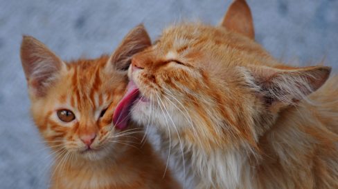 Calicivirus felino en Días de Radio