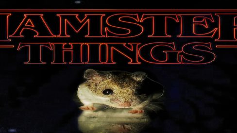 Prueba animal - Mascotas