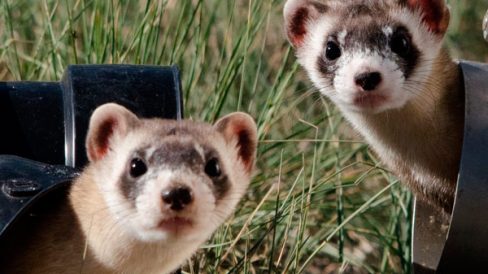 Exótico Hurón en Días de Radio