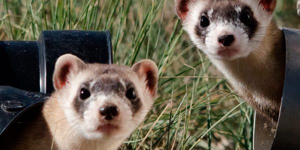 huron-como-mascota-blog Exótico Hurón en Días de Radio