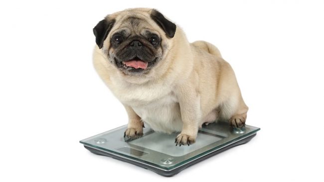 bigstock-fat-pug-dog-weighting-on-floor-240160879 Sobrepeso mascotas