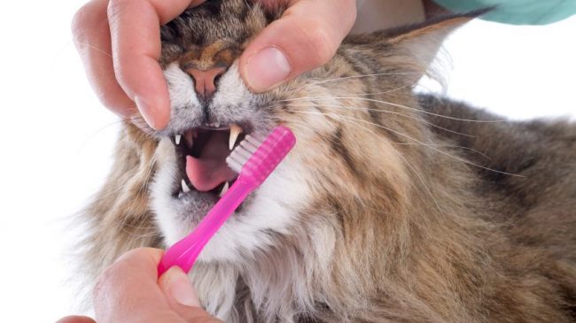 como limpiar los dientes a mi gato 21801 orig Salud Dental Gatos DDR.