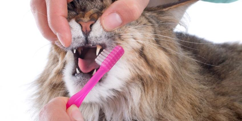 como limpiar los dientes a mi gato 21801 orig Salud Dental Gatos DDR.