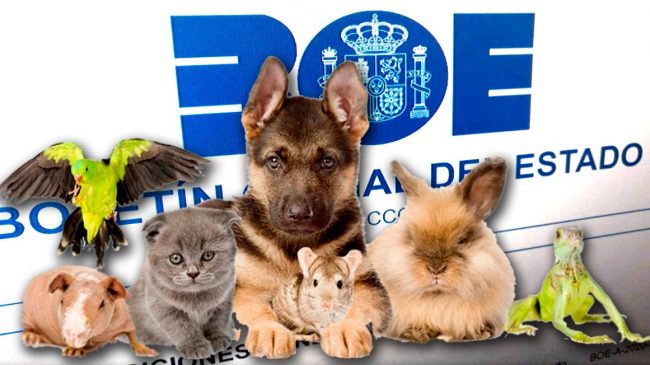 eca-boe-y-mascotas 20760851 20220103110951 Sensibilidad legal y animal.