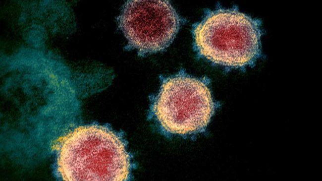 coronavirus 1 2 covid19 nova ciencia.