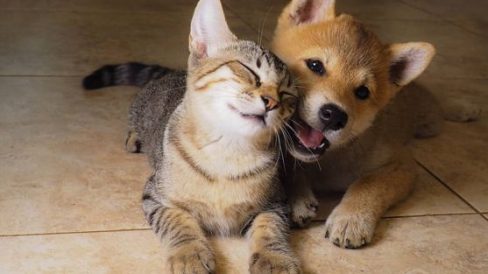 Ley Protección Animal sigue.