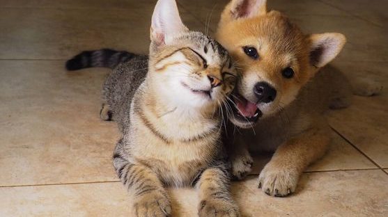 f.elconfidencial.com original dc7 fe3 699 dc7fe36993e0acebced493ae68c33d77 Ley Protección Animal sigue.