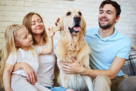 Mascotas miembros de Familia a nivel Jurídico.