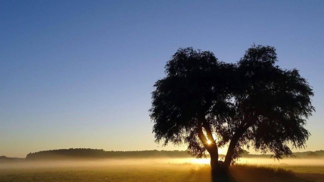 arbol-amigos