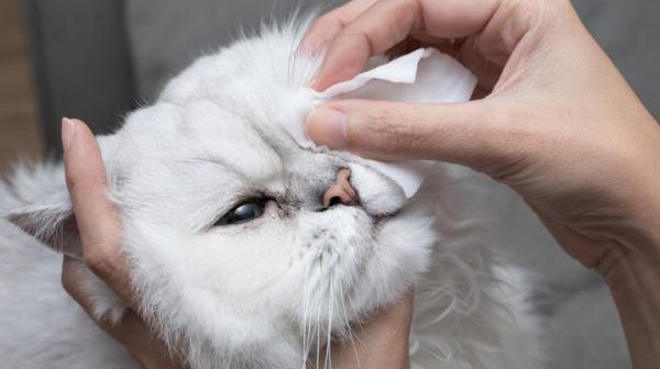 tratamiento para calicivirus felino 22049 4 600 calicivirus