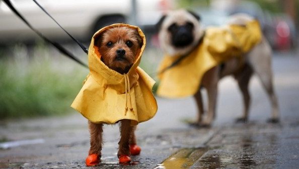 como-pasear-al-perro-los-dias-de-lluvia
