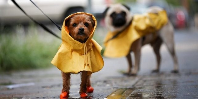 como-pasear-al-perro-los-dias-de-lluvia