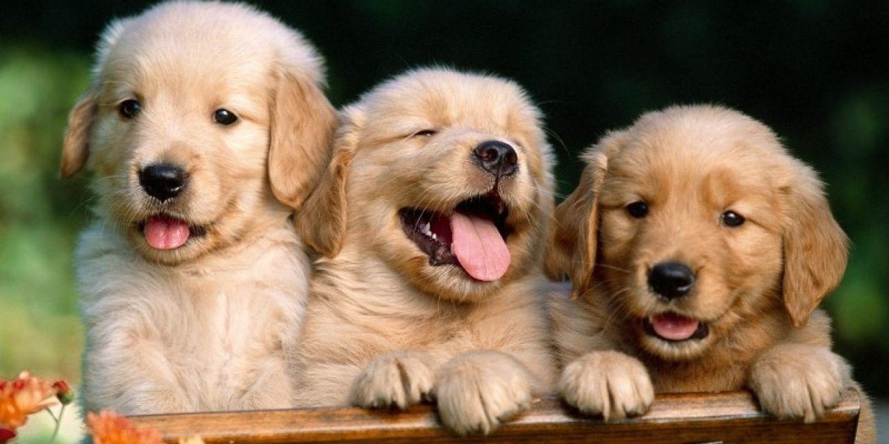 cuantos cachorros puede tener un golden 43027 orig