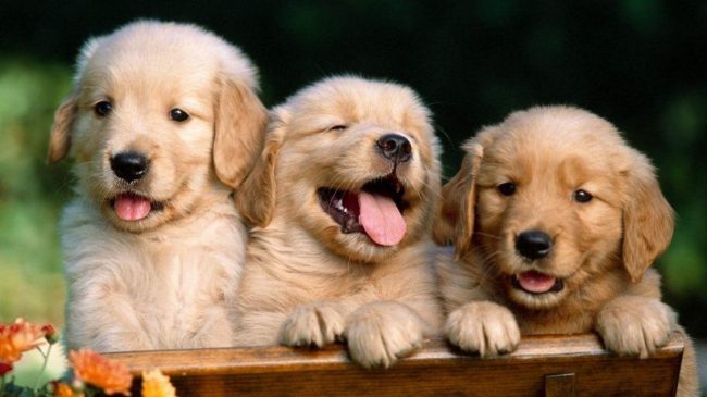 cuantos cachorros puede tener un golden 43027 orig