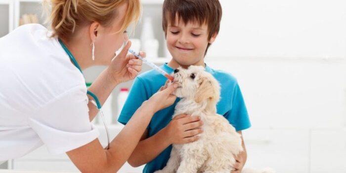 desparasitacion-800×400