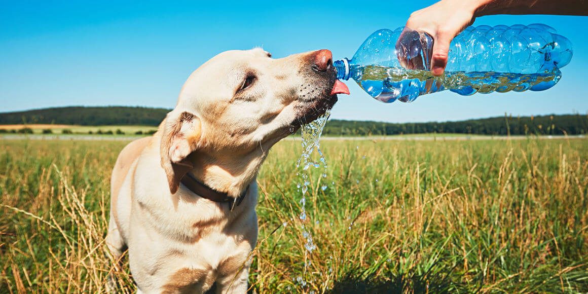 Golpe-de-Calor-en-Perros