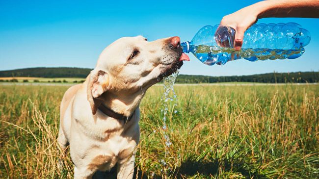 Golpe-de-Calor-en-Perros