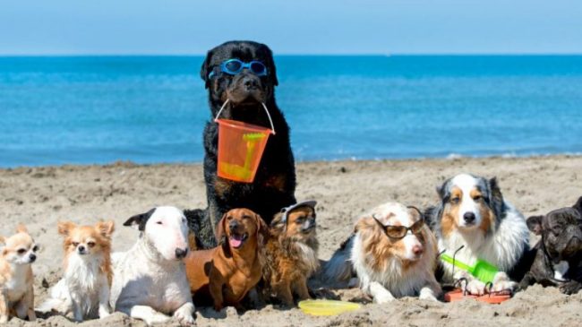 vacaciones-coon-perros-playa-malagabeaches-1280×720
