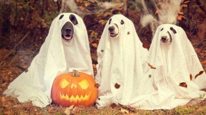 halloween2-k54C–1248×698@abc