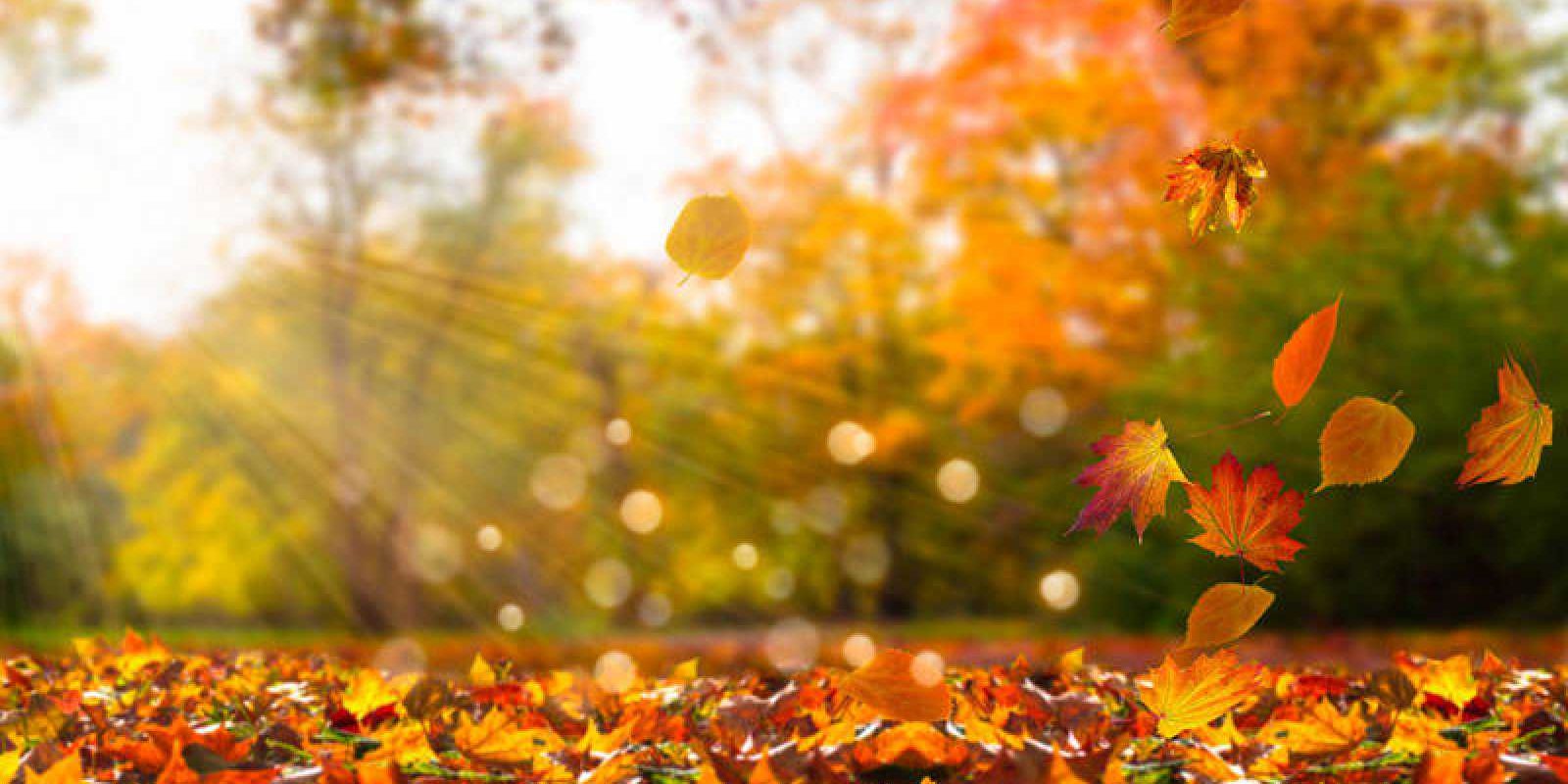 img2.rtve .es Recuerdos en vinilo - Recuerdos de Otoño 2022-10-08