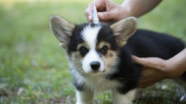 lleva a tu mascota a una revision veterinaria 3641 0 600